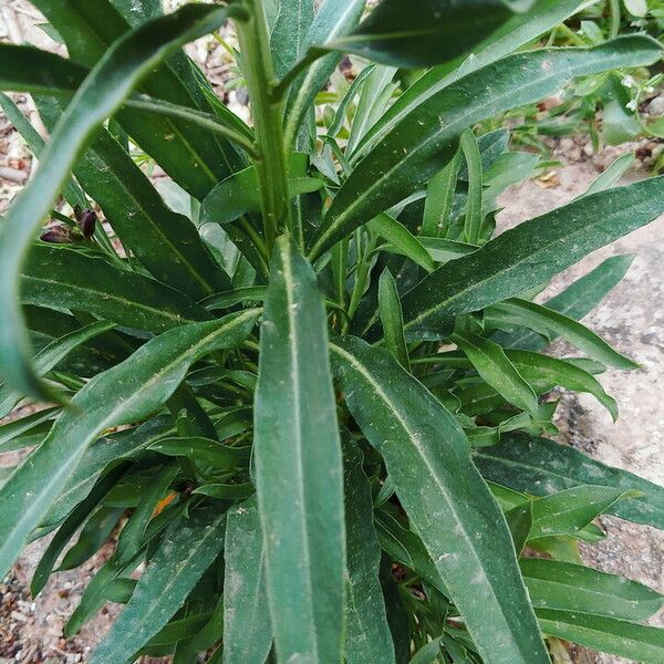 Erysimum × cheiri Leaf