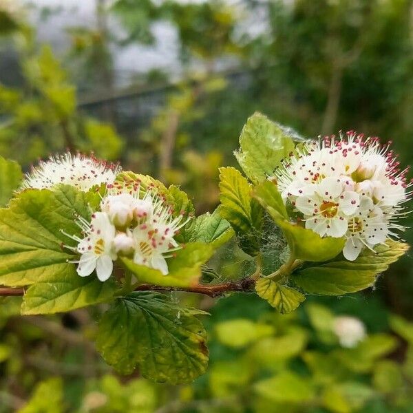 Physocarpus opulifolius Кветка