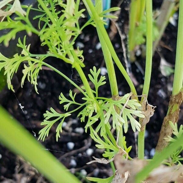 Coriandrum sativum Folha