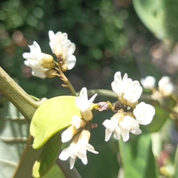 Dalbergia ecastaphyllum Blomst