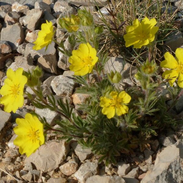 Potentilla hirta Buveinė