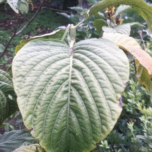 Justicia aurea Leaf