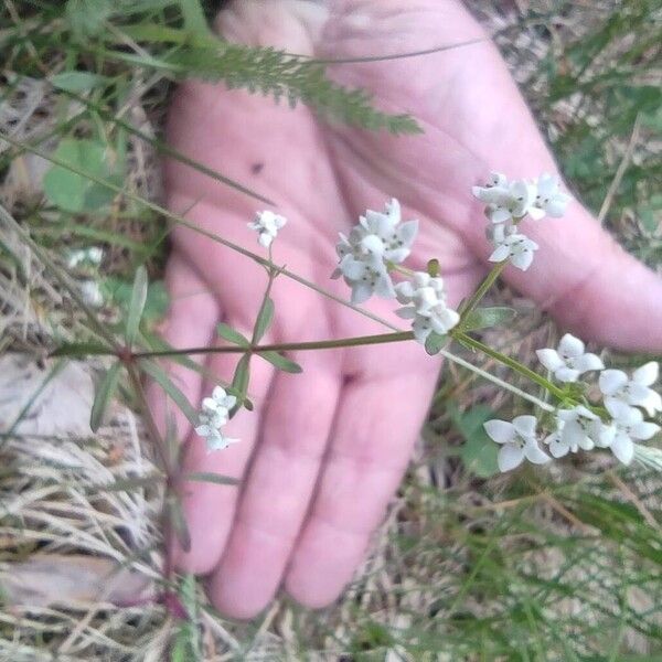 Galium palustre Flor