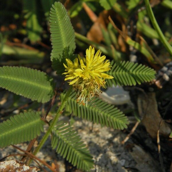 Neptunia pubescens Flor