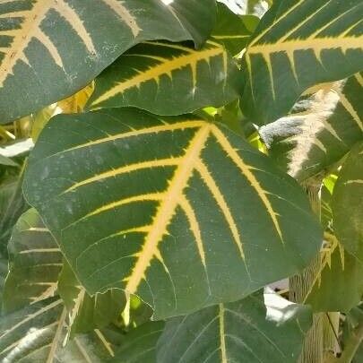 Erythrina variegata Φύλλο