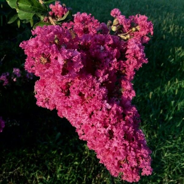 Lagerstroemia indica Квітка