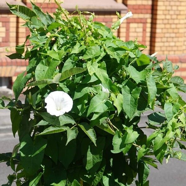 Calystegia sepium Характер