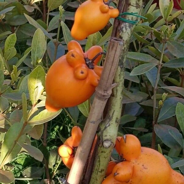 Solanum mammosum Gyümölcs