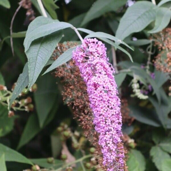 Buddleja davidii Flower