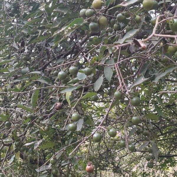 Diospyros mespiliformis Fruit