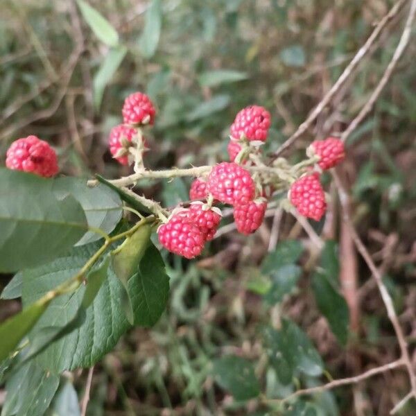 Rubus argutus Froito