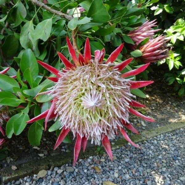 Protea cynaroides 花