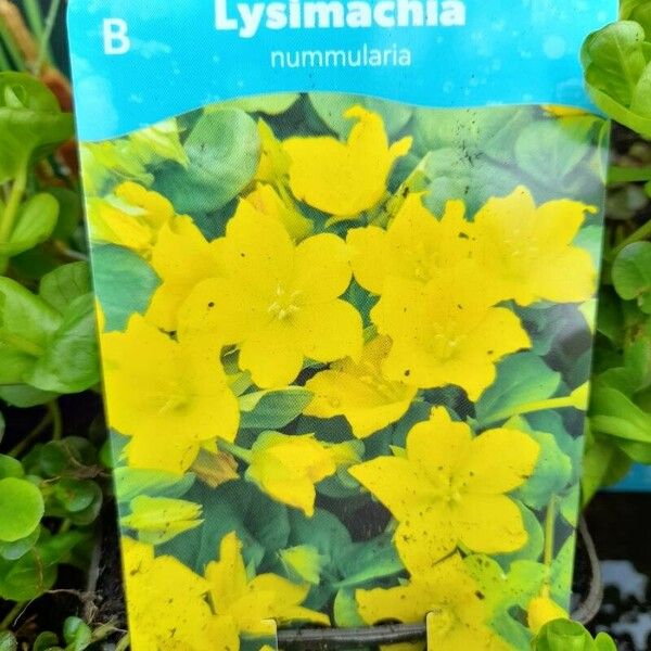 Lysimachia nummularia Flower
