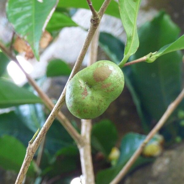 Camellia sinensis Fruit