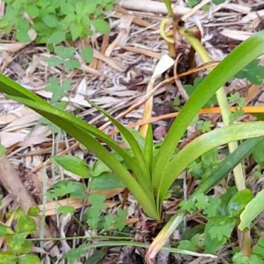 Sprekelia formosissima List