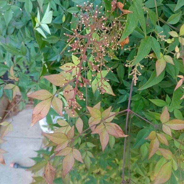 Nandina domestica Leaf