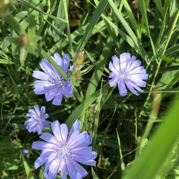 Cichorium intybus Kvet