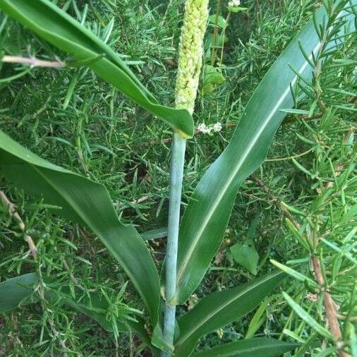 Panicum miliaceum Leaf