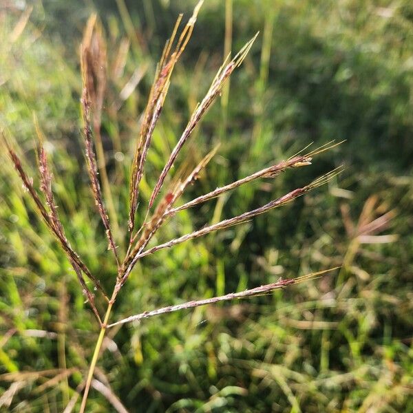 Bothriochloa insculpta Λουλούδι