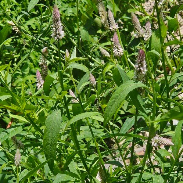 Deeringia spicata Habit