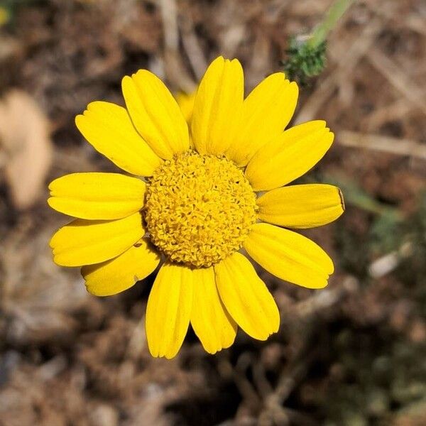 Anacyclus radiatus Flower