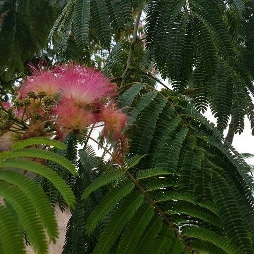 Albizia julibrissin Blomma