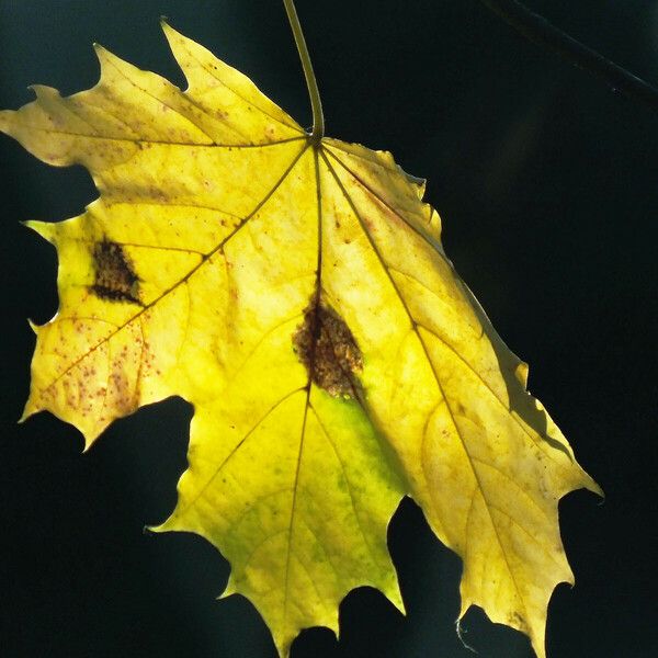 Acer platanoides Blad