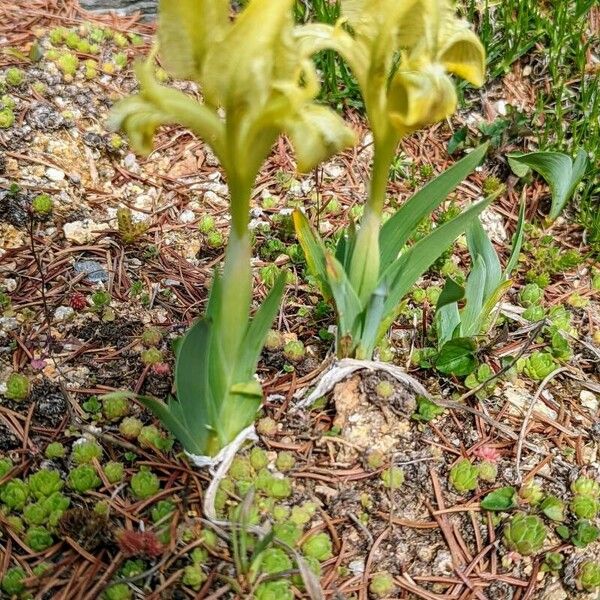 Iris pumila Blatt