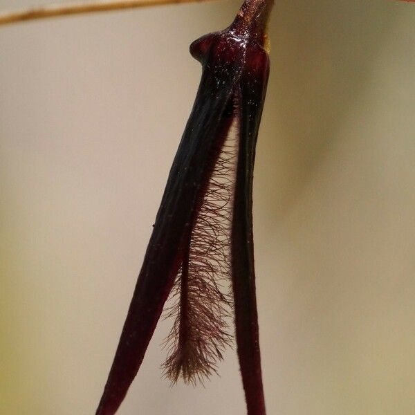 Bulbophyllum lophoglottis Blodyn