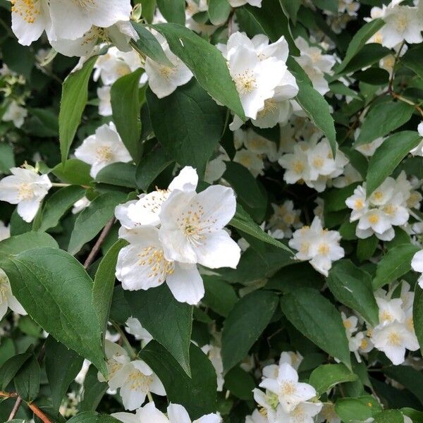 Philadelphus coronarius 花