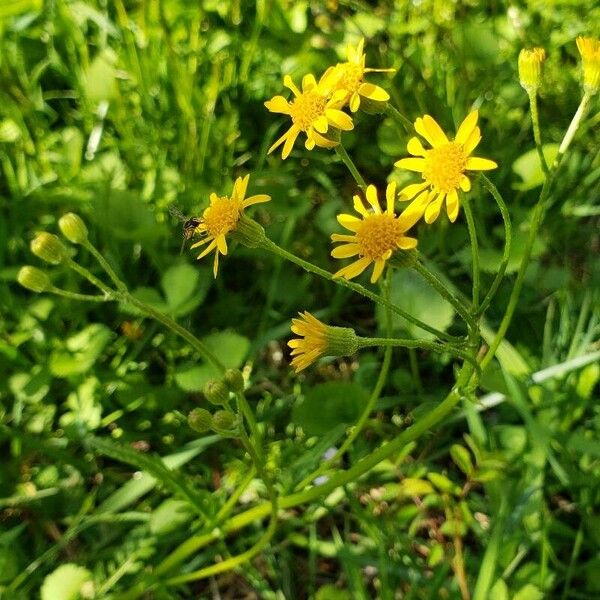 Senecio sylvaticus Fleur