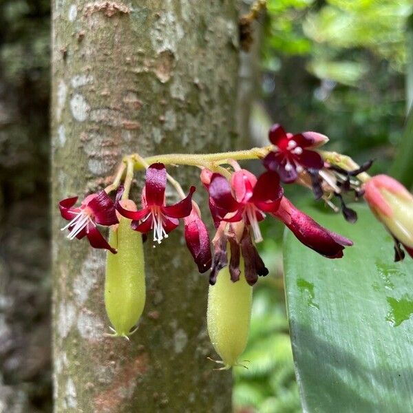 Averrhoa bilimbi Flower