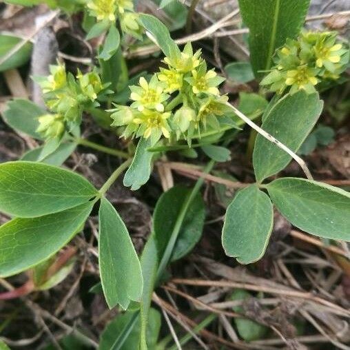 Sibbaldia procumbens फूल