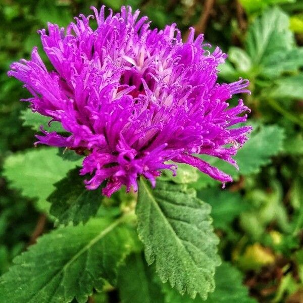 Centratherum punctatum Flower