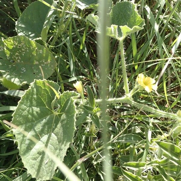 Cucumis engleri बार्क (छाल)