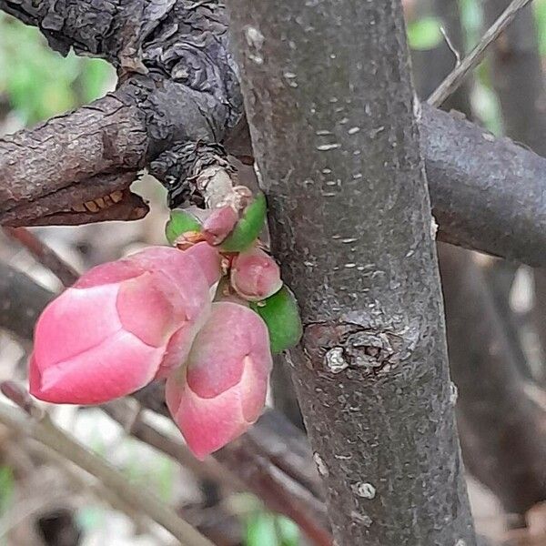 Chaenomeles speciosa Кора