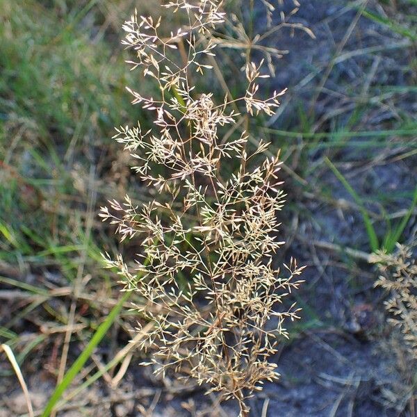 Agrostis stolonifera 果實