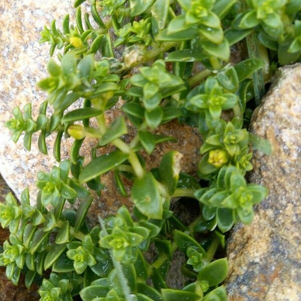 Honckenya peploides Blad