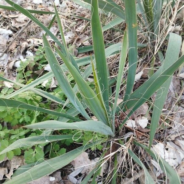 Yucca filamentosa List