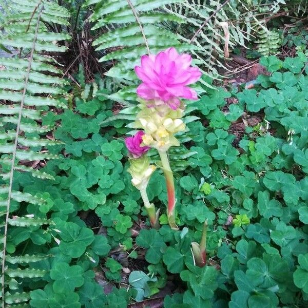 Curcuma aromatica Fiore