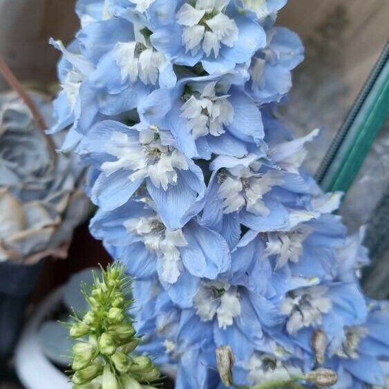 Delphinium elatum Flor