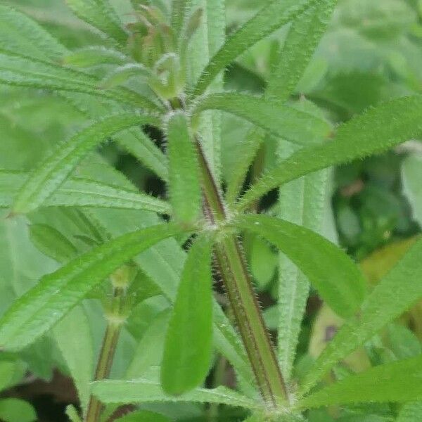 Galium aparine Лист