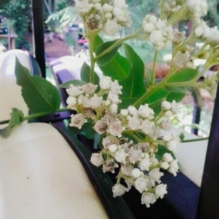 Arbutus menziesii Flower