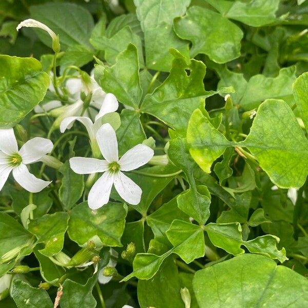 Oxalis incarnata Floare