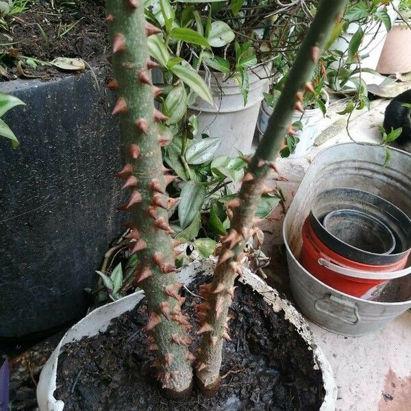 Ceiba pentandra Bark