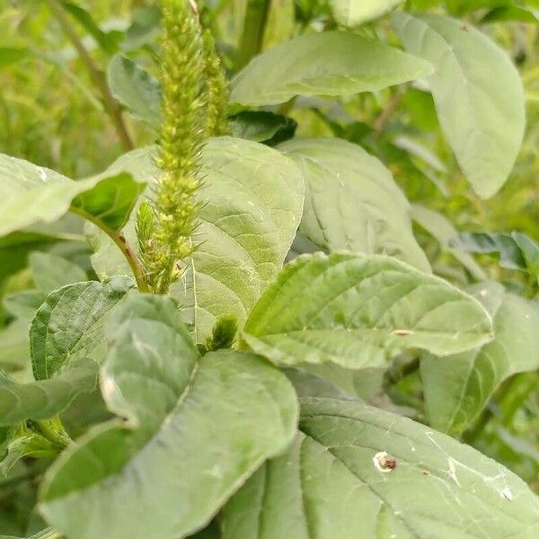 Amaranthus spinosus Лист