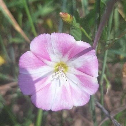 Convolvulus arvensis Flower