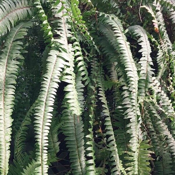 Nephrolepis cordifolia Leaf