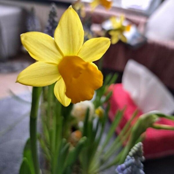 Narcissus jonquilla Kukka