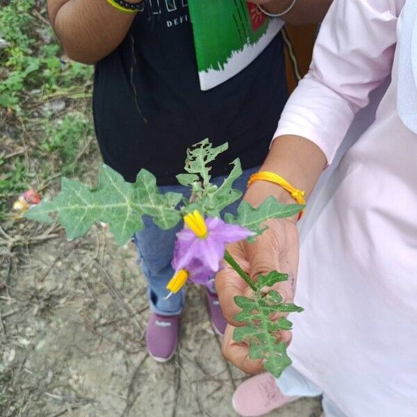 Solanum virginianum 花